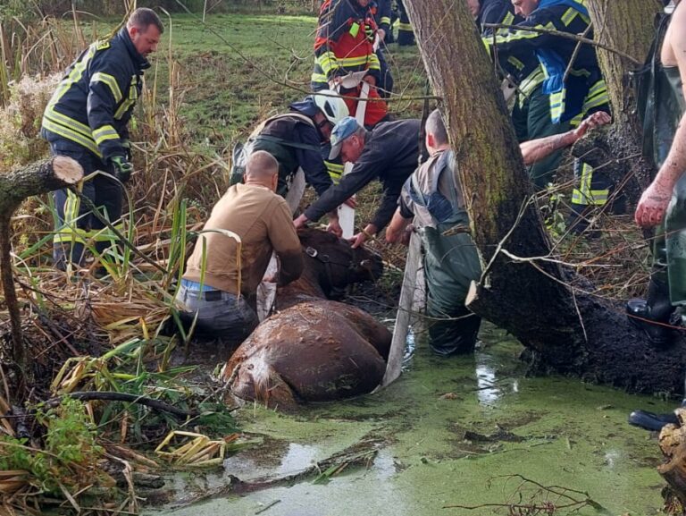 Einsatz Tierrettung